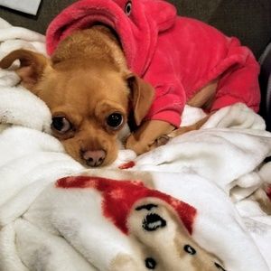 Meet your Posher, Susan